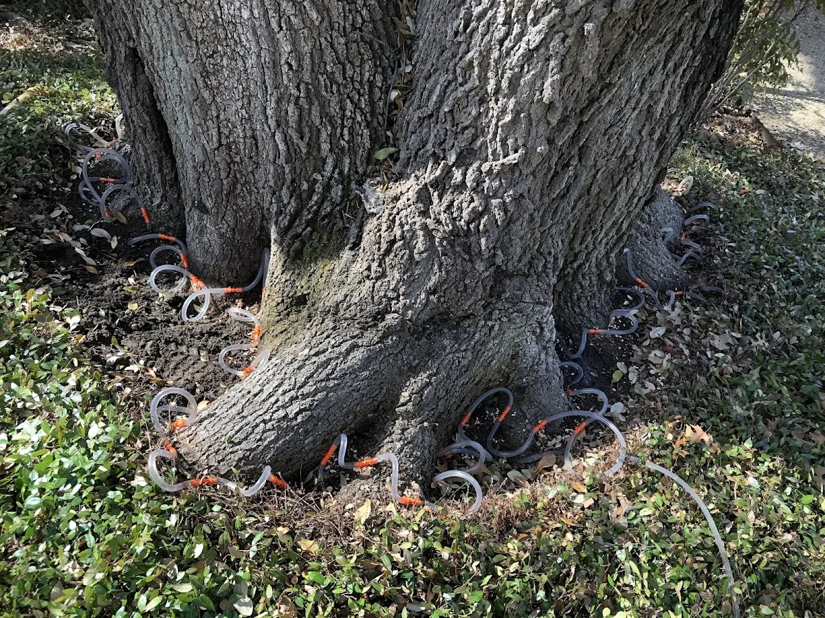 Detailed Tree Cabling and Bracing job site in Osgood