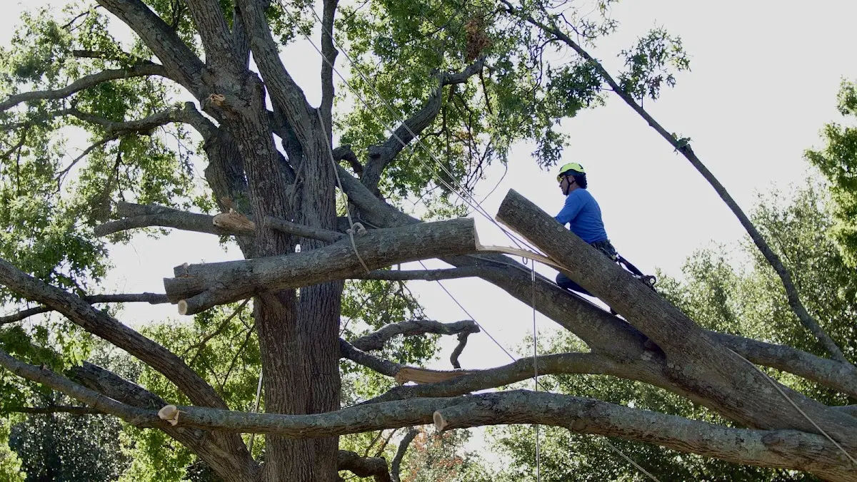 Professional Crown Thinning performed by certified arborists in Osgood